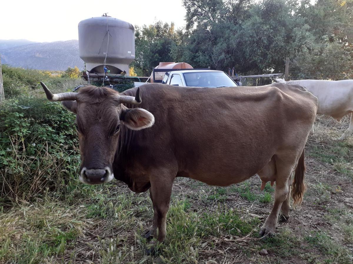 Agriturismo Codula Fuili Кала Гононе Екстериор снимка
